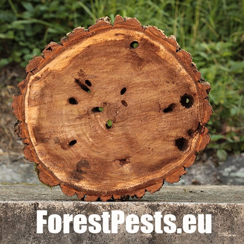 Drevotoč obyčajn&yacute;