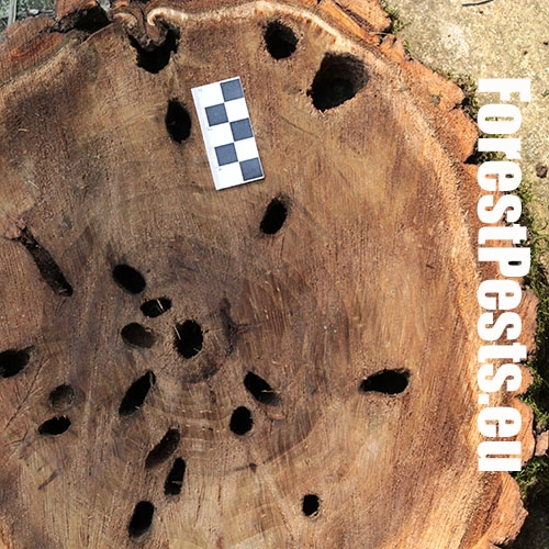 Drevotoč obyčajn&yacute;