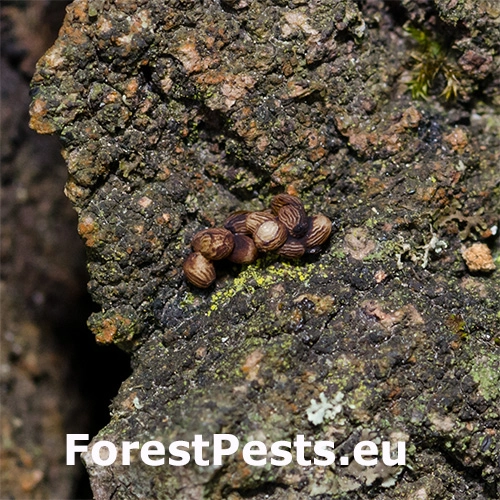 Drevotoč obyčajn&yacute;