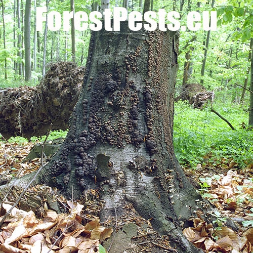 Drevovček bukov&yacute;