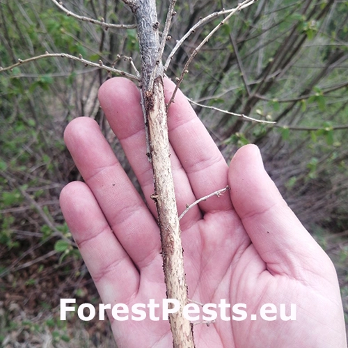 Drobn&eacute; hlodavce