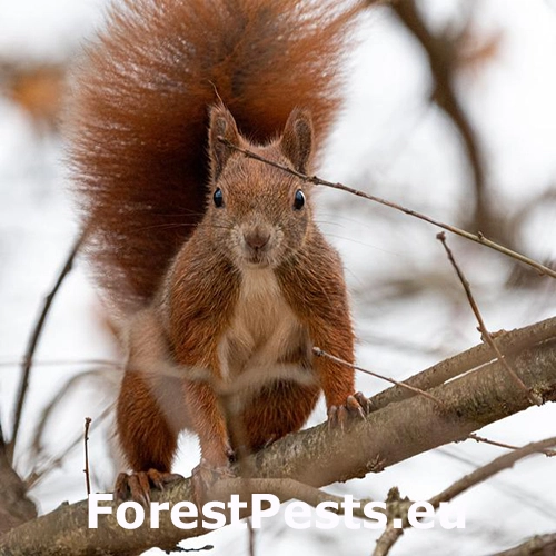 Drobn&eacute; hlodavce