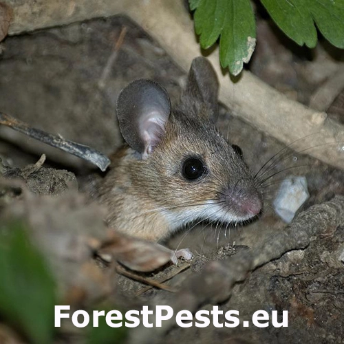 Drobn&eacute; hlodavce