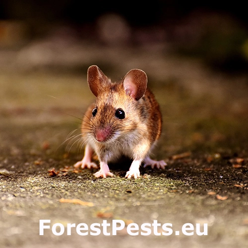 Drobn&eacute; hlodavce