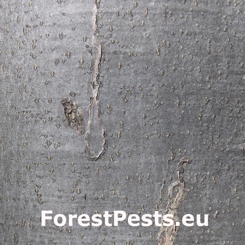 Drobn&iacute;k Ectoedemia liebwerdella