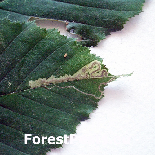 Drobn&iacute;k hrabov&yacute;