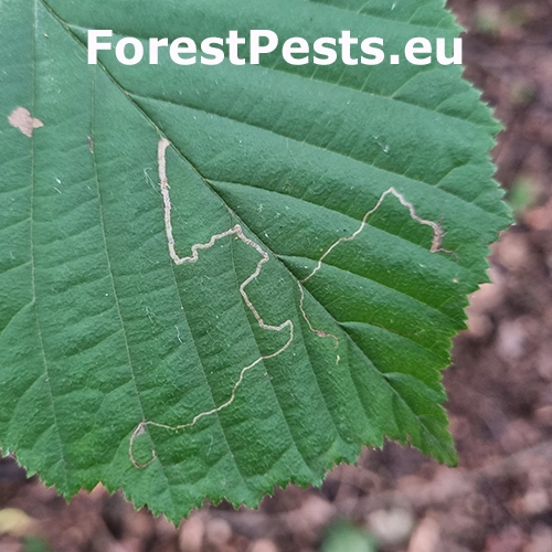 Drobn&iacute;k Stigmella microtheriella