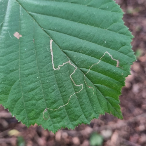 Drobn&iacute;k Stigmella microtheriella