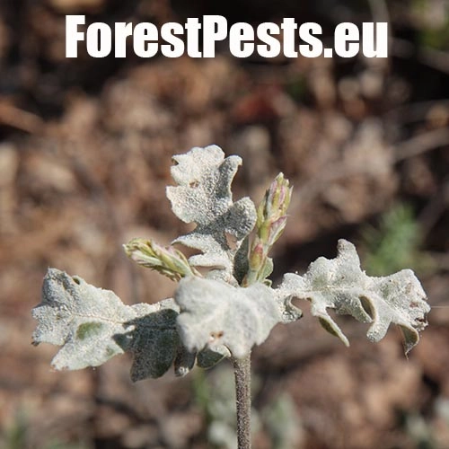 Drobnom&uacute;čka dubov&aacute;