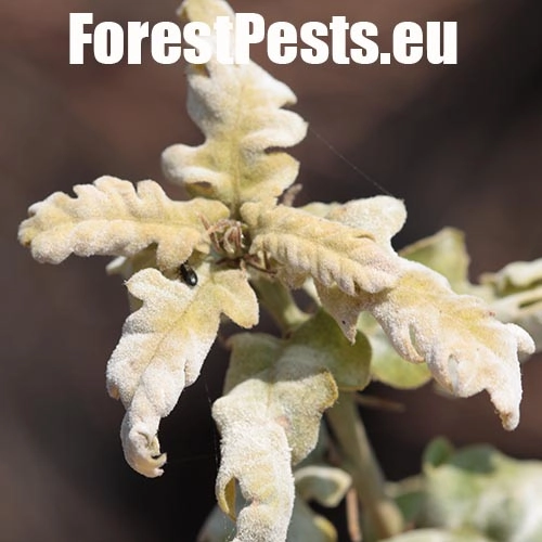 Drobnom&uacute;čka dubov&aacute;