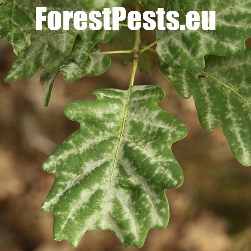 Drobnom&uacute;čka dubov&aacute;