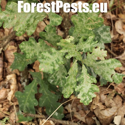 Drobnom&uacute;čka dubov&aacute;