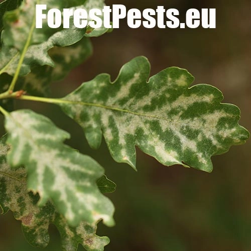 Drobnom&uacute;čka dubov&aacute;