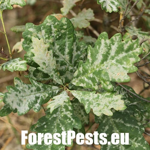 Drobnom&uacute;čka dubov&aacute;