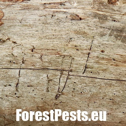 Drvin&aacute;r hned&yacute; 