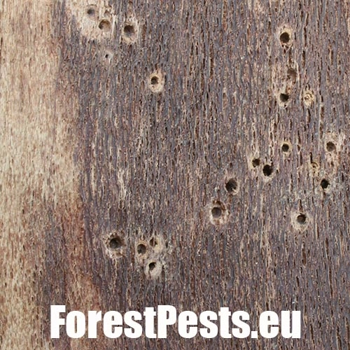 Drvin&aacute;r hned&yacute; 