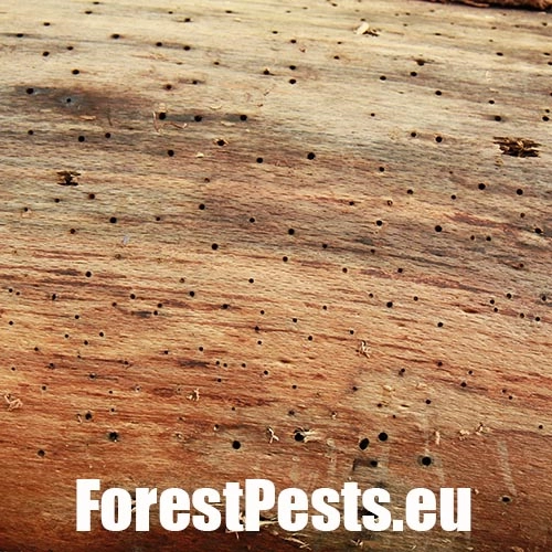 Drvin&aacute;r hned&yacute; 