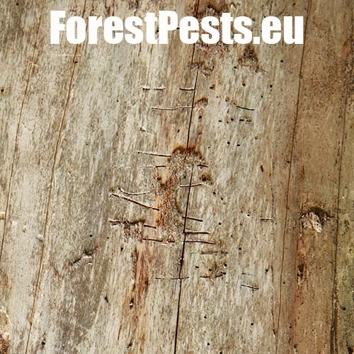 Drvin&aacute;r hned&yacute; 