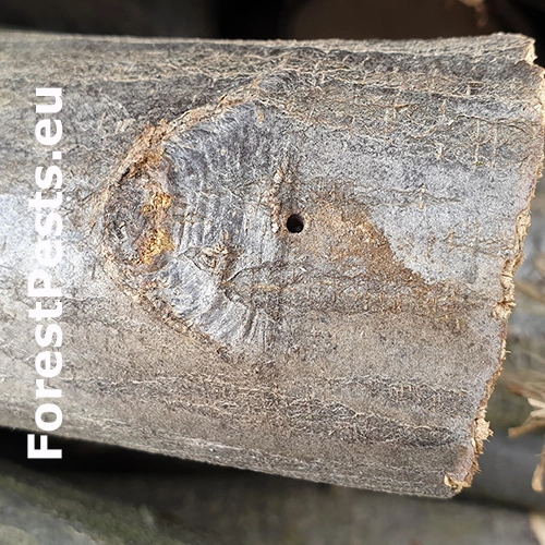 Drvin&aacute;rik ovocn&yacute;