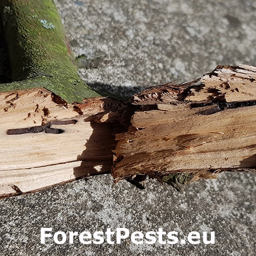 Drvin&aacute;rik ovocn&yacute;