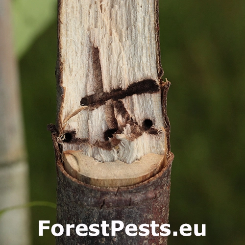 Drvin&aacute;rik ovocn&yacute;