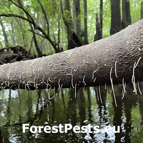 Drvin&aacute;rik Xylosandrus crassiusculus