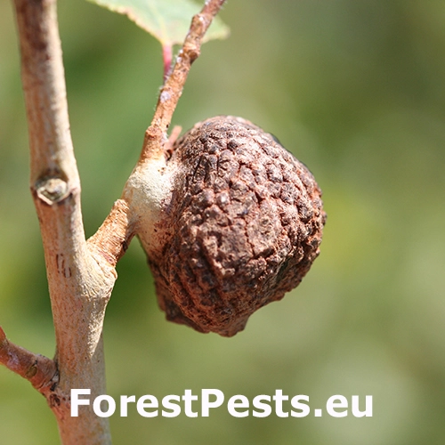 Dutin&aacute;rka Pemphigus immunis