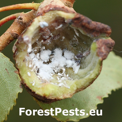 Dutin&aacute;rka Pemphigus immunis