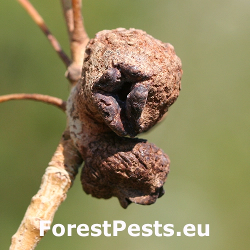 Dutin&aacute;rka Pemphigus immunis