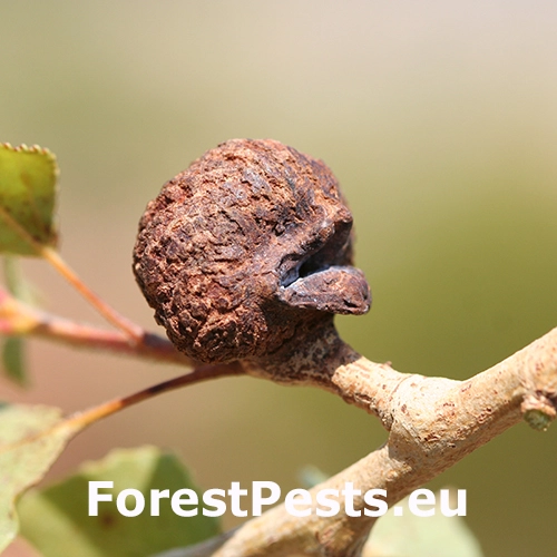 Dutin&aacute;rka Pemphigus immunis