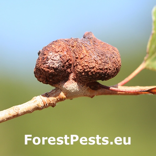 Dutin&aacute;rka Pemphigus immunis