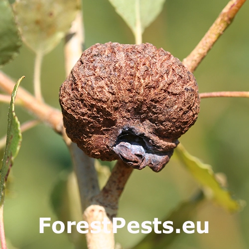 Dutin&aacute;rka Pemphigus immunis