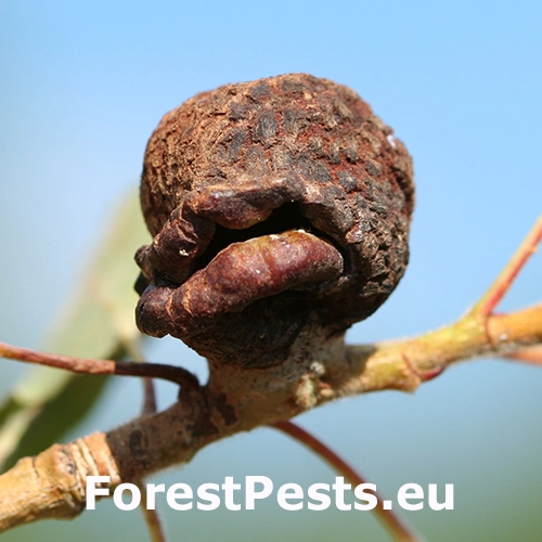 Dutin&aacute;rka Pemphigus immunis