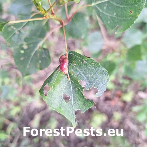 Dutin&aacute;rka Pemphigus phenax