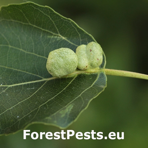 Dutin&aacute;rka Pemphigus populi