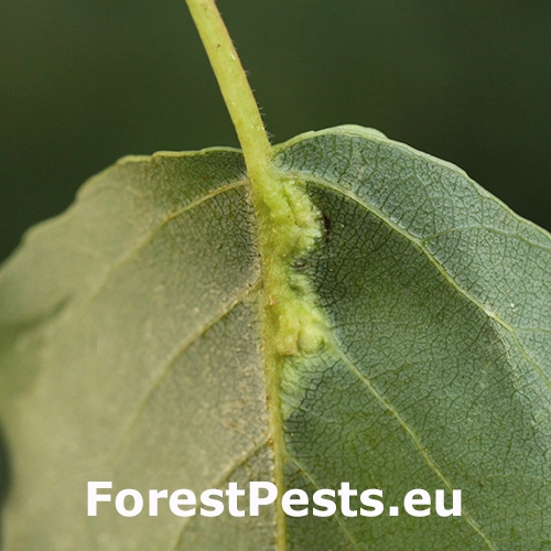 Dutin&aacute;rka Pemphigus populi