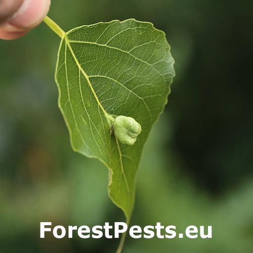 Dutin&aacute;rka Pemphigus populi