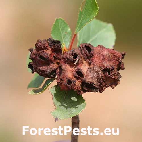 Dutin&aacute;rka Pemphigus vesicarius