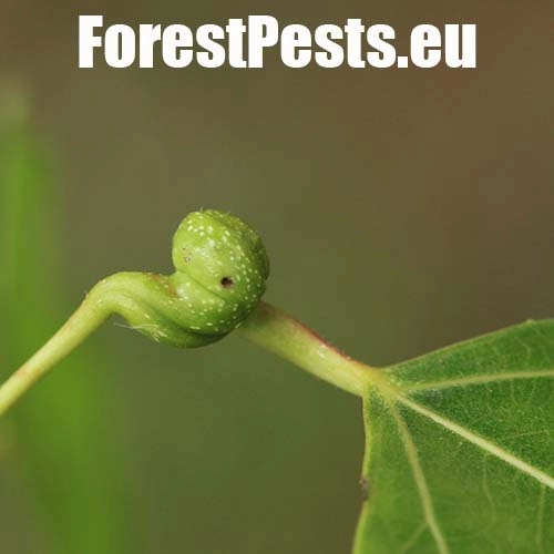 Dutin&aacute;rka skrutkovit&aacute;