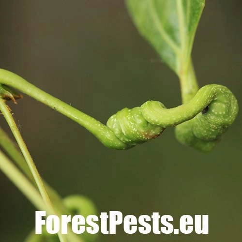 Dutin&aacute;rka skrutkovit&aacute;