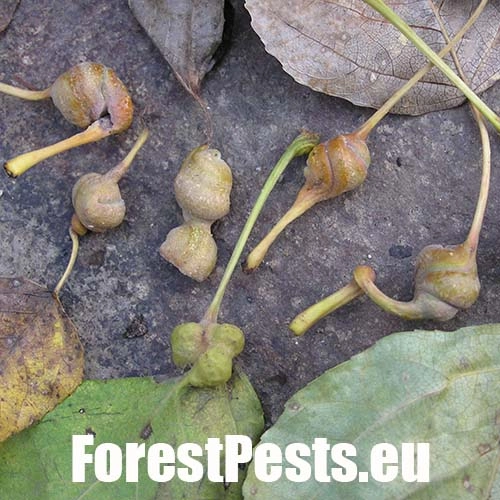 Dutin&aacute;rka skrutkovit&aacute;