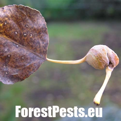 Dutin&aacute;rka skrutkovit&aacute;