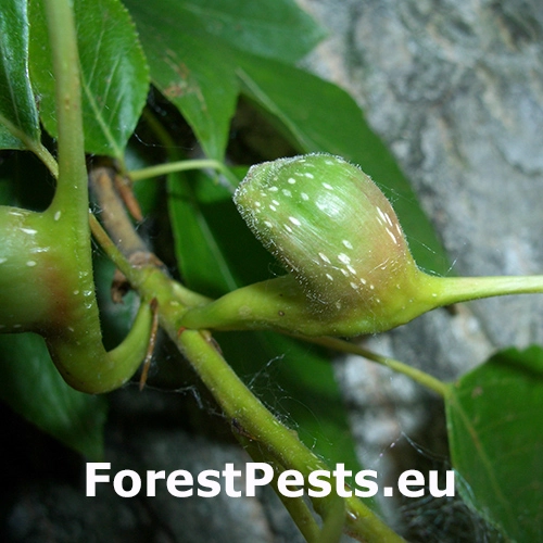 Dutin&aacute;rka topoľov&aacute;