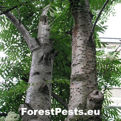 Eutypelka jarabinov&aacute;