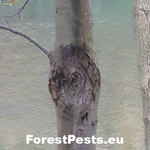 Eutypelka javorov&aacute;