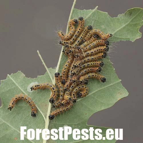 Fal&eacute;ra lipov&aacute;