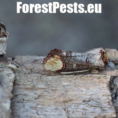 Fal&eacute;ra lipov&aacute;