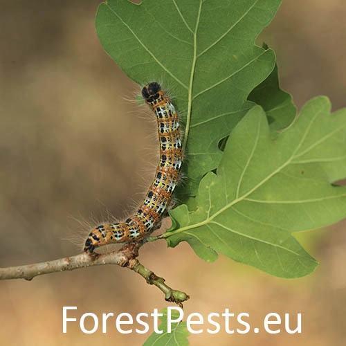 Fal&eacute;ra lipov&aacute;