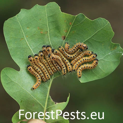 Fal&eacute;ra lipov&aacute;