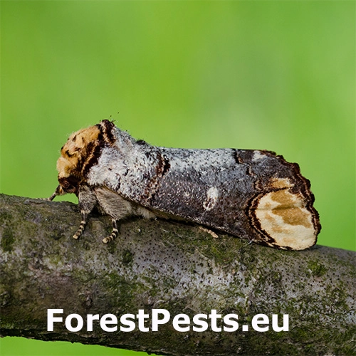 Fal&eacute;ra lipov&aacute;